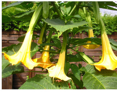 Datura_20.08.07.jpg