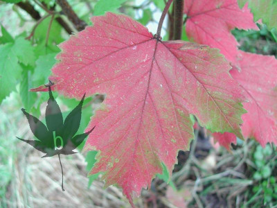 viburnum_sargentii_onon_7.jpg