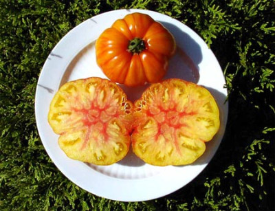 Copia_Frucht_gb.jpg