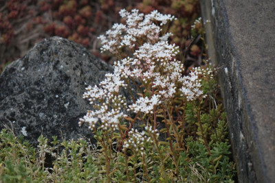 DSC04481.JPG