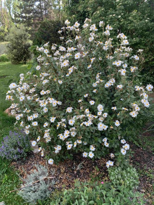 cistus_laurif_atl_030620.jpg