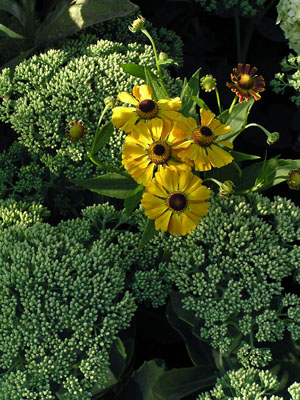 001_helenium.jpg