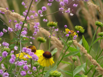 002_helenium.jpg