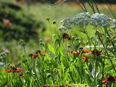 003_helenium.jpg