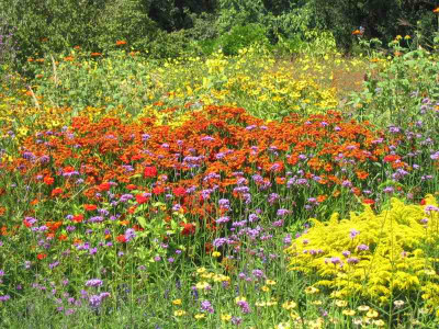 IMG_3118a.jpg_Helenium2.jpg