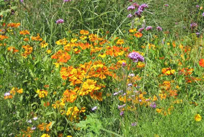 IMG_3120a.jpg_Helenium3.jpg