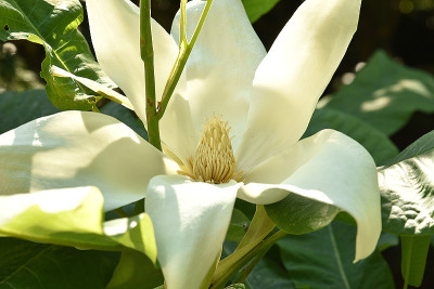 macrophylla_bluete.jpg