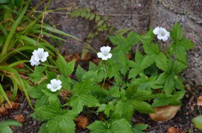 Geranium_nodosum-Silverwood.20-1.jpg