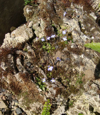 Solenopsis-Stein.jpg
