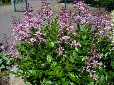 Diptam farbig 3.JPG