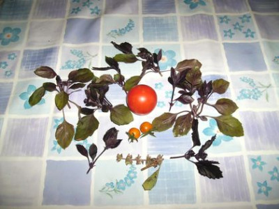 Basilikum_mit_Tomate.jpg