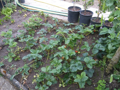 Erdbeeren 200602.jpg