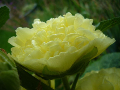 Stockrose.0.JPG