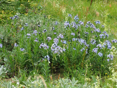 Amsonia Rhazya orientalis Amsonia P5220291.JPG