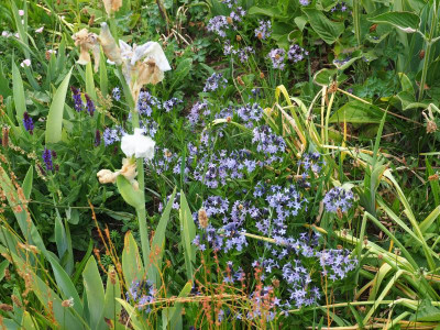 Amsonia Blue Ice P5220292.JPG