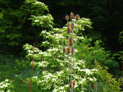Cornus kousa subsp. chinensis China Girl + Dipsacus laciniatus P5140111.JPG