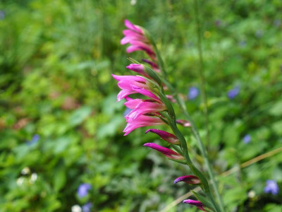Gladiolus italicus P5140108.JPG