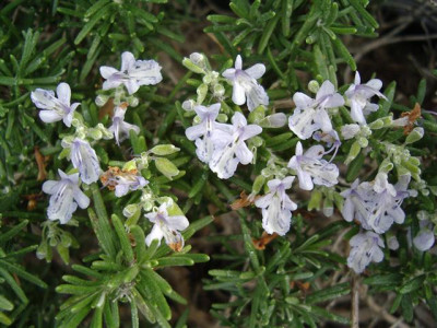 Rosmarin_Capri.JPG