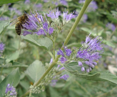 Bartblume_Caryopteris_clandonensis_Medium.jpg