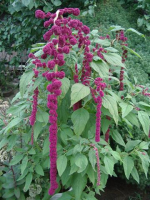Amaranth_Pony_Tail.JPG
