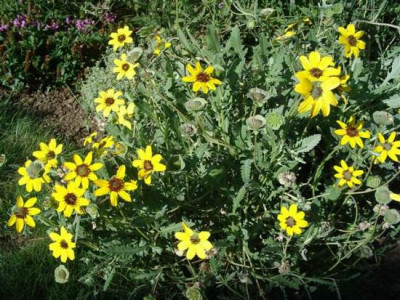 Schokoladenblume_Berlandiera_lyriata.jpg