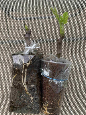 HC_Cuttings_040620.jpg