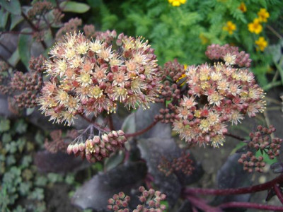 IMGP1868_Small.JPG