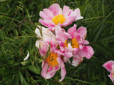 Paeonia1 4.6.20 ue.JPG
