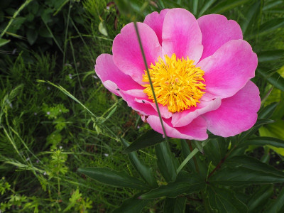 Paeonia2 4.6.20 ue.JPG.JPG