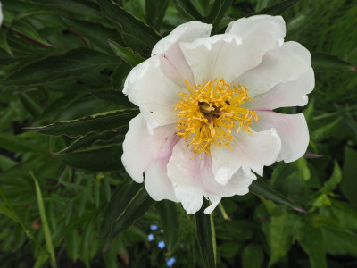 Paeonia3 4.6.20 ue.JPG.JPG