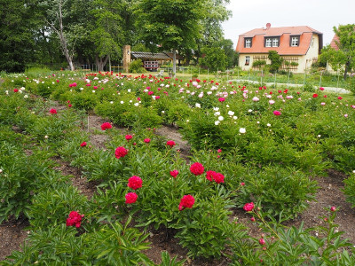 Paeonia4 4.6.20 ue.JPG.JPG