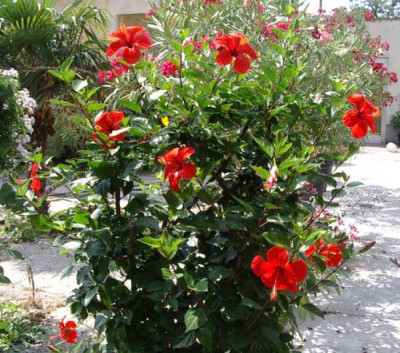 hibiscus1.jpg