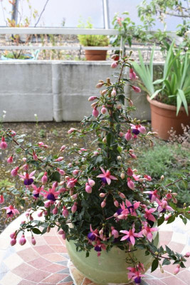 fuchsie 001.JPG