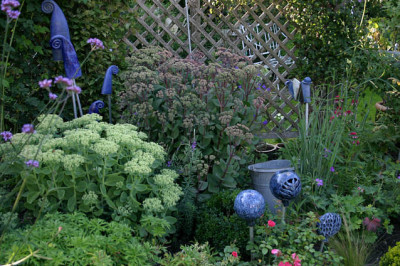Sedum0507.jpg