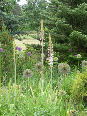 2020-06-04 Eremurus robustus 1.jpg
