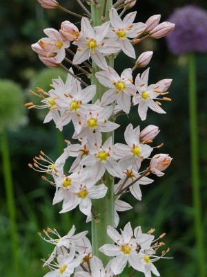 2020-06-04 Eremurus robustus 3.jpg