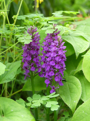 2020-06-04 Dactylorhiza majalis.jpg