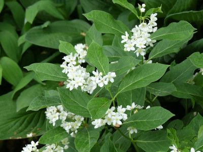2020-06-04 Cynanchum ascyrifolium 2.jpg