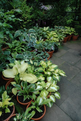 Hostas_1_18-08-2007.jpg