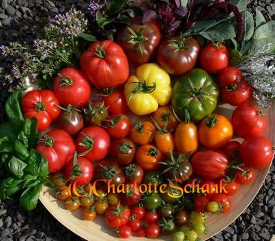 Tomaten0702a.JPG