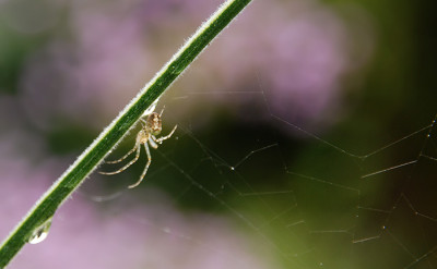 spinne_aug.jpg