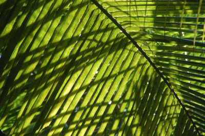 070506_palmenschatten.jpg