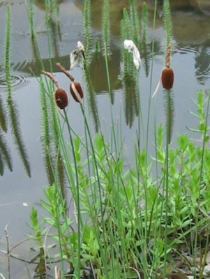 typha_minima_001.jpg