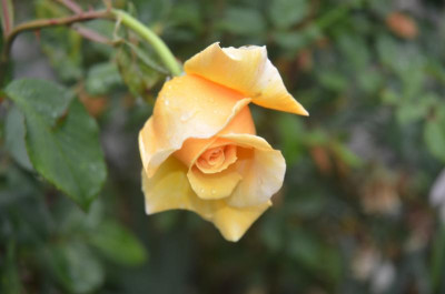D6123.JPG