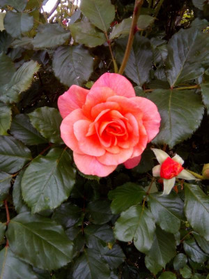 unbekannte Rose-1.jpg