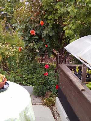 unbekannte Rose-3.jpg