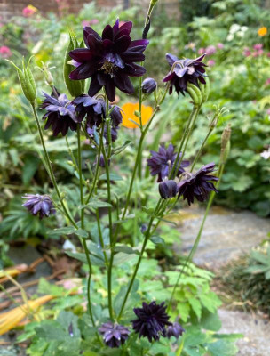 aquilegia_black_barlow_papaver.jpg