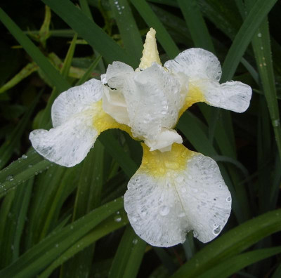 Iris sibirica unbekannt 2.jpg