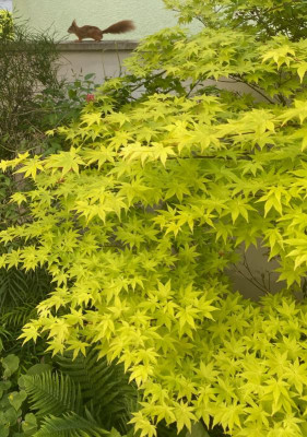 acer-summer-gold_eichhoernchen.jpg