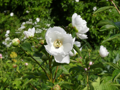 2020-06-05 Paeonia 'White Innocence' 1.jpg